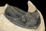 Bargain, Zlichovaspis Trilobite - Atchana, Morocco #100386-3